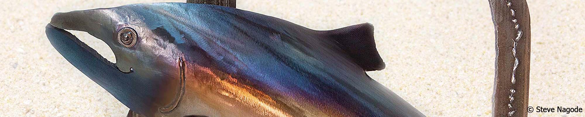 Steve Nagode Slide background