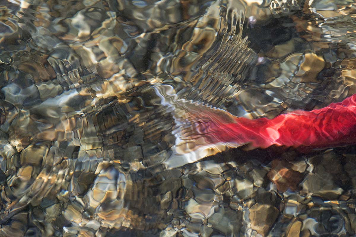 Amy Gulick: Final Act