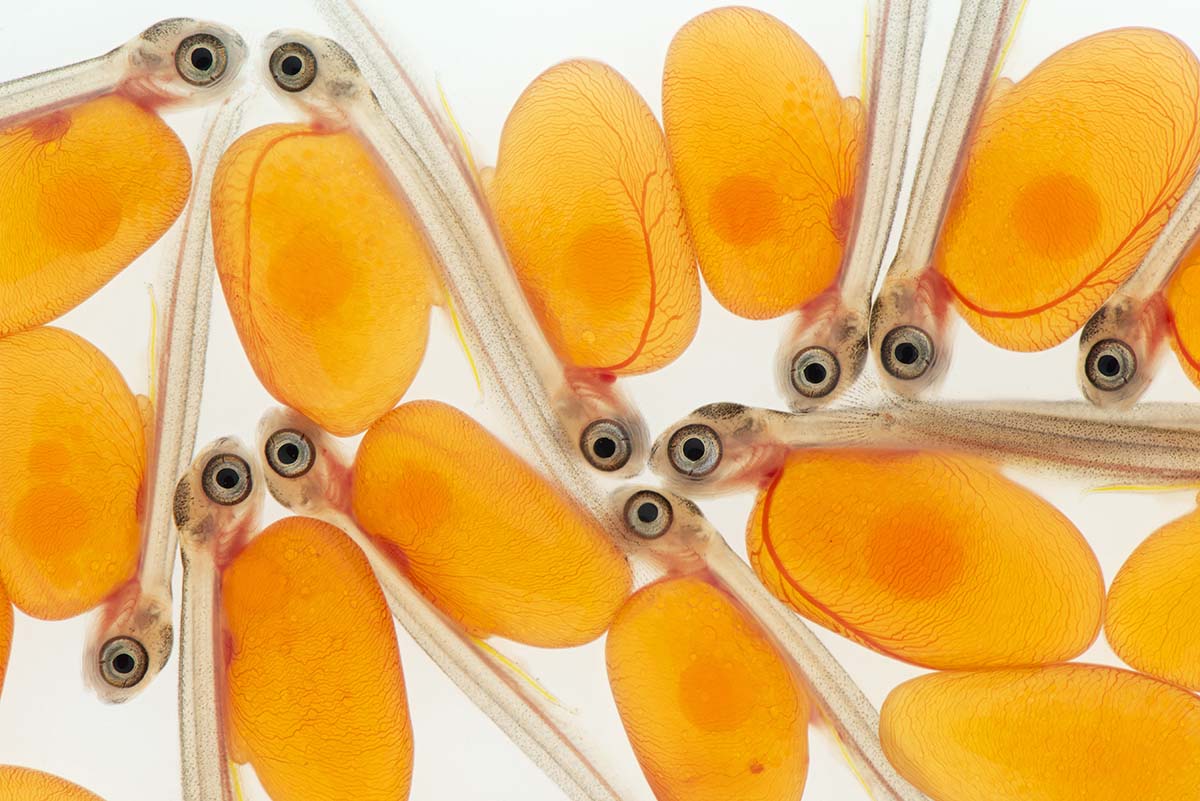 Amy Gulick: Fresh Start