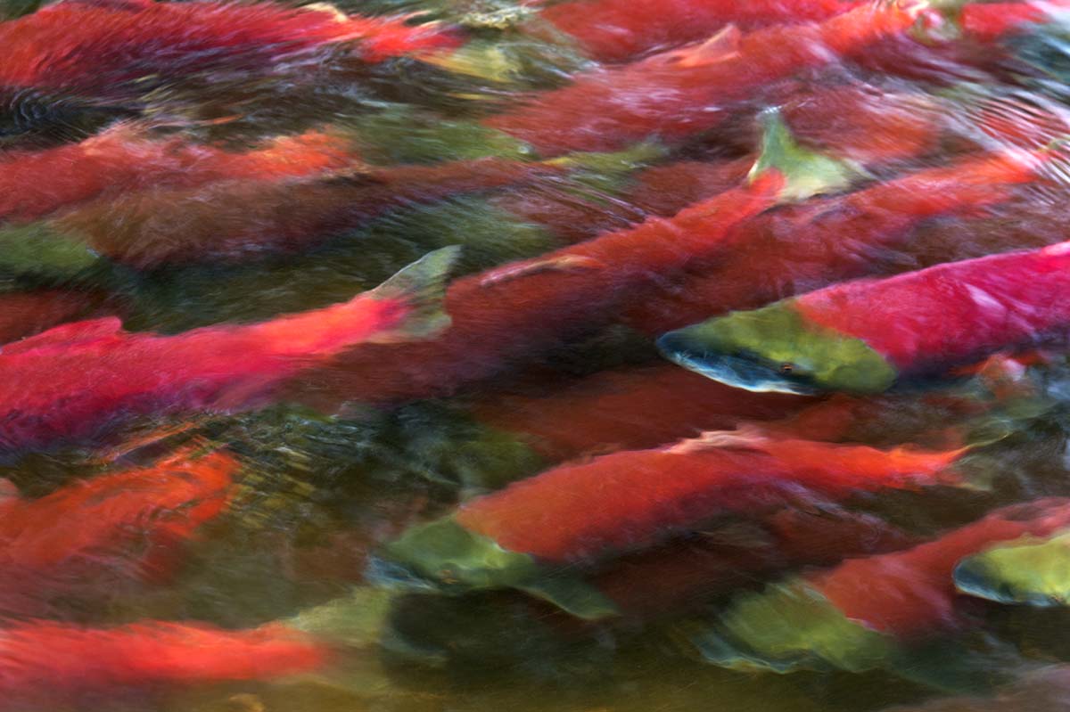 Amy Gulick: Lifeblood