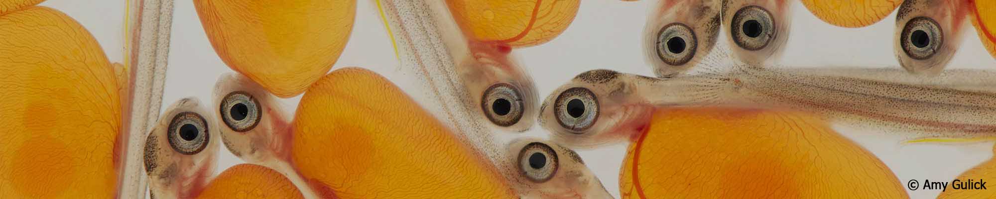 Amy Gulick Slide background