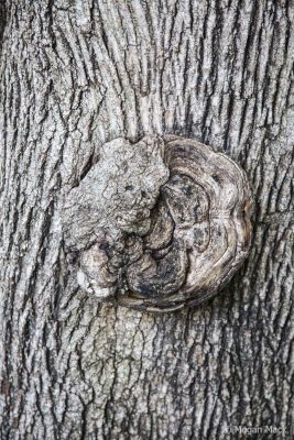 2024 01 17 aor pasco megancmack023 wm